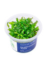 Hygrophila corymbosa 'Thailand' - A.A. steril