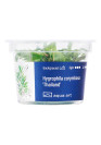 Hygrophila corymbosa 'Thailand' - A.A. steril