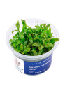 Hygrophila polysperma 'Sunset' - A.A. steril