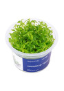 Limnophila Vietnam - A.A. steril