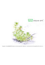 Limnophila Vietnam - A.A. steril