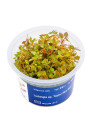 Ludwigia sp.'Super Mini Red' - A.A. steril