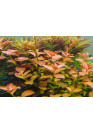 Ludwigia ovalis - A.A. steril