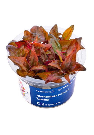 Alternanthera reineckii 'Lilacina' - A.A. steril