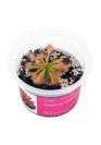 Drosera sp. Lantau island - A.A. steril