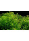 Rotala sp. Nanjenshan - A.A. steril