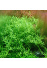 Rotala sp. green - A.A. steril
