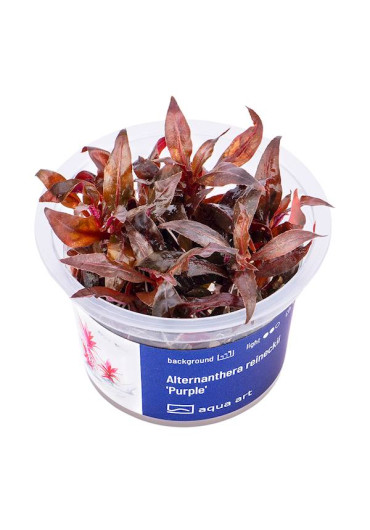 Alternanthera reineckii 'Purple'  - A.A. steril