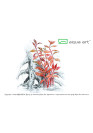 Alternanthera reineckii 'Rosanervig' - A.A. steril