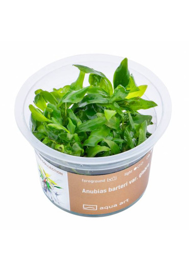 Anubias barteri var. glabra - A.A. GOLD steril