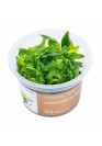Anubias barteri var. glabra - A.A. GOLD steril