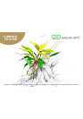 Anubias barteri var. glabra - A.A. GOLD steril