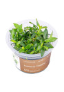 Anubias barteri sp. 'Pangolino' - A.A. GOLD steril
