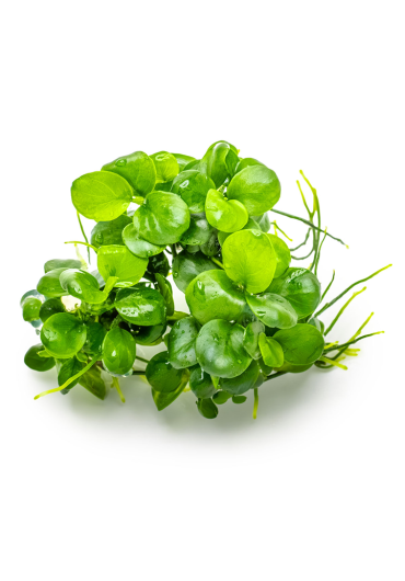 Anubias barteri 'Mini Coin' - A.A. steril