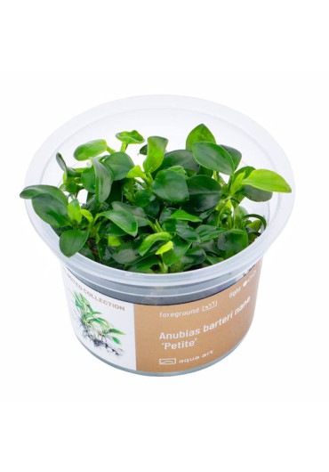 Anubias barteri nana 'Petite' - A.A. GOLD steril