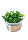 Anubias barteri nana 'Petite' - A.A. GOLD steril