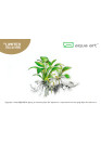 Anubias barteri nana 'Petite' - A.A. GOLD steril