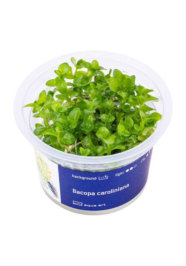 Bacopa caroliniana - A.A. steril
