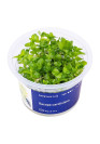 Bacopa caroliniana - A.A. steril