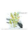 Bacopa caroliniana - A.A. steril