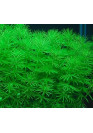 Bacopa myriophylloides - A.A. steril