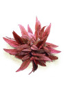 Cryptocoryne flamingo - A.A. GOLD steril