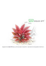 Cryptocoryne flamingo - A.A. GOLD steril