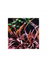 Cryptocoryne spiralis 'Red' - AA steril