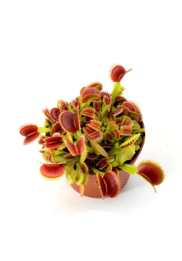 Dionaea muscipula 'Red green' - A.A. steril Vénusz légycsapója növény