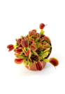 Dionaea muscipula 'Red green' - A.A. steril Vénusz légycsapója növény