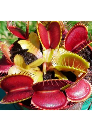 Dionaea muscipula 'Ring' - A.A. steril Vénusz légycsapója növény