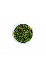 Ludwigia repens. Mesakana - A.A. steril