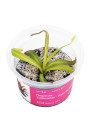 Pinguicula 'Calderoniae - Llano del Conejo' - A.A. steril