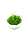 Hemianthus callitrichoides „Cuba” - HL steril
