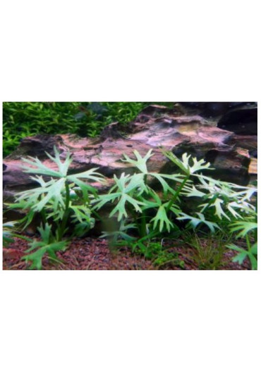 Ranunculus papulentus - HL steril