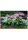 Ranunculus papulentus - HL steril