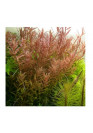 Rotala rotundifolia 'Ceylon' - HL steril