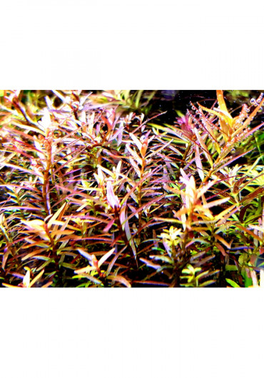 Rotala rotundifolia "Vietnam H'ra" - HL steril