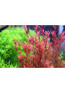 Rotala rotundifolia "Vietnam H'ra" - HL steril