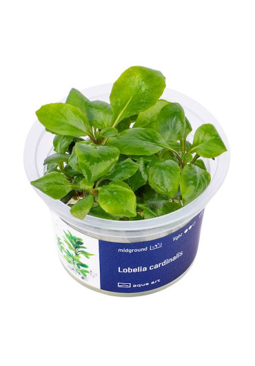 Lobelia cardinalis A.A. steril
