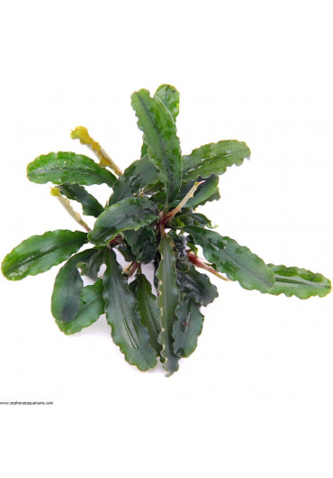 Yokuchi SUISEI - Bucephalandra sp. 'Wavy leaf' növény