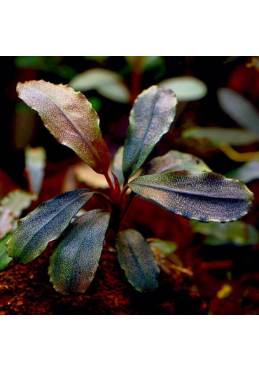 Yokuchi SUISEI - Bucephalandra sp. 'Brownie' növény