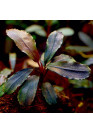 Yokuchi SUISEI - Bucephalandra sp. 'Brownie' növény