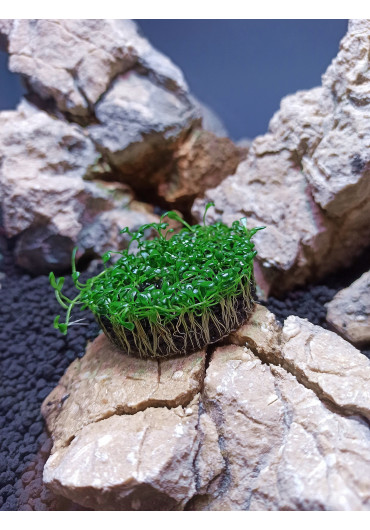 Yokuchi SUISEI - AIternanthera Reineckii Mini növény