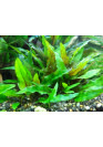 Cryptocoryne wendtii 'Hellgrün' - I.F. cserepes