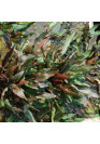 Cryptocoryne walkeri - I.F. cserepes