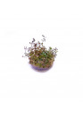 Ludwigia Super red - TF steril