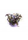 Cryptocoryne cordata rosea - TF Steril