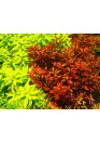 Ludwigia Super red - TF steril