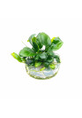 Anubias barteri var. nana - TF Steril